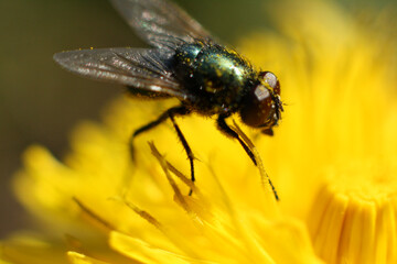 Mouche en macro recouverte de pollen sur un pissenlit en fleur