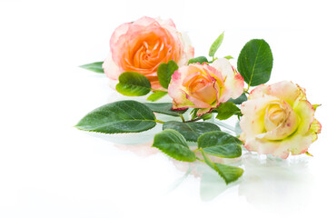 pink beautiful summer roses on white background