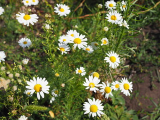 Wild chamomile flowers on a field on a sunny day. shallow depth of field