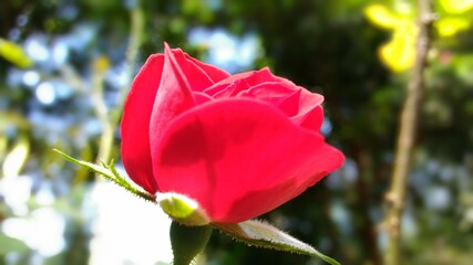 red rose in garden