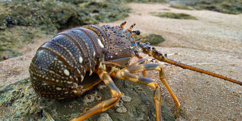 lobster on the rocks near beach side