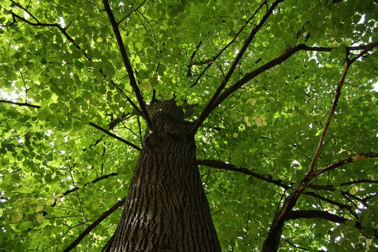 Un arbre dans la for&ecirc;t vue de dessous