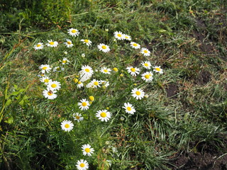 Chamomile garden white flowers of German chamomile