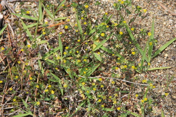 地面近くに小さな黄色い花をたくさん咲かせるコメツブツメクサ