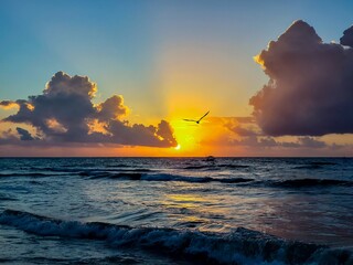 Landscape shot of the sunset on the seashore with a single seagull flying into the distance