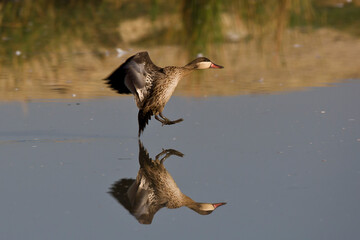 Red billed Teal on water