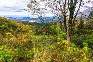  紅葉に染まる木々と曇り空