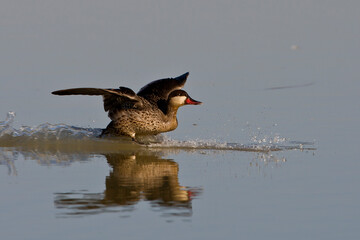 Red billed Teal on water