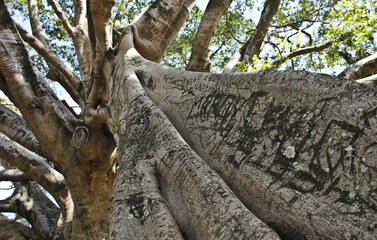 trunk of a tree