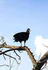 vulture on the tree