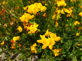 Yellow flowers Lotus Corniculatus or Birdsfoot in green grass in sunny day.