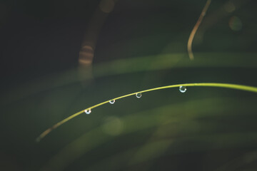 Morning dew on green spring grass with shallow DOF, blurred background