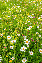 Alpine meadow with daisies and other wild flowers. Bright colours. Close-up view.