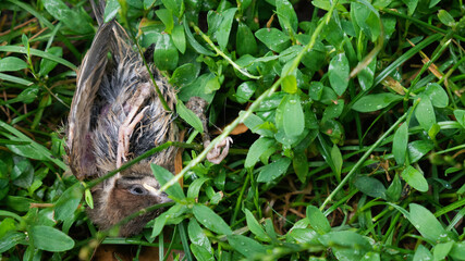 Dead sparrow in the green grass. Negative space. Copy space for text.