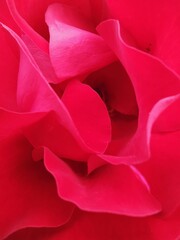 
Red predominates in this rose. Detail of a wonderful flower