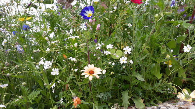Bunte Wiesenblumen neben einer Schotterstra&szlig;e