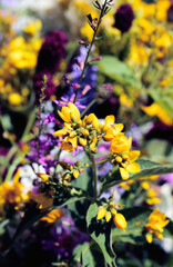 Summer bouquet of wild field flowers from the meadow. Beautiful florals on sunny day.