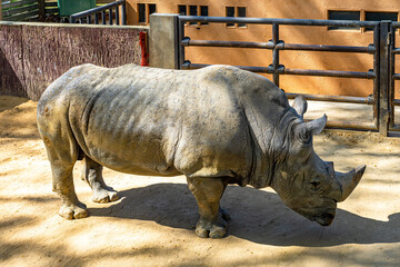 Southern white rhinoceros (Ceratotherium simum simum) in Barcelona zoo