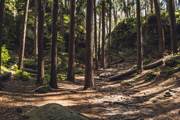 path between the pine trees in the forest