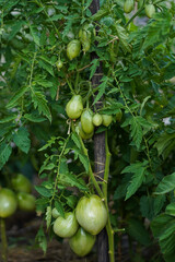 Green tomato on a bush. Unripe green tomato growing on a branch in the greenhouse. 