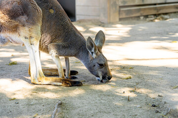 Red Kangaroo (Macropus rufus) in Barcelona Zoo © alzamu79