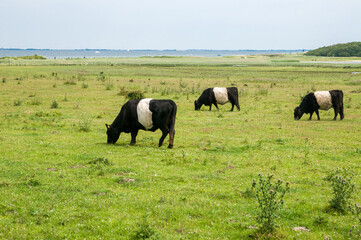 Naklejka na ściany i meble Belted Galloway cows and bull grazing in the meadow. Schleswig-Holstein, Germany