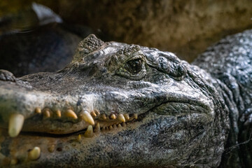 Dwarf crocodile (Osteolaemus tetraspis) in zoo Barcelona