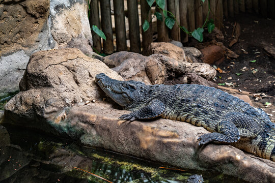 Broad Snouted Caiman (Caiman Latirostris) In Zoo Barcelona