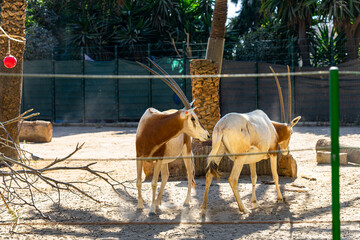 Scimitar oryx (Oryx dammah) in zoo Barcelona