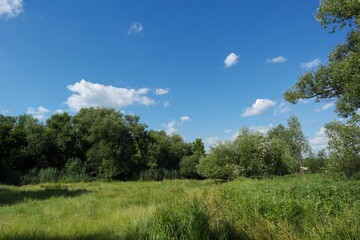 Summer landscape with trees and sky