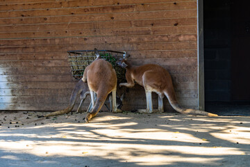 Red Kangaroo (Macropus rufus) in Barcelona Zoo © alzamu79