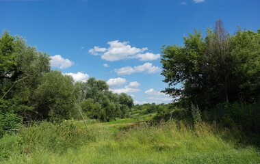 Summer landscape with trees and sky