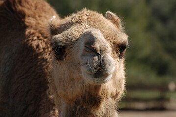 Obraz premium exotisme