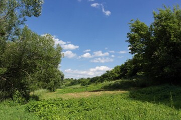 Summer landscape with trees and sky