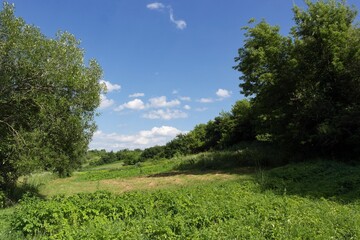 Summer landscape with trees and sky