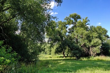 Summer landscape with trees and sky