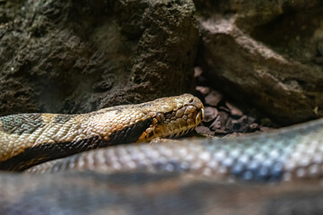Indian rock python (Python molurus molurus) in zoo Barcelona