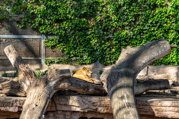 Lion (Panthera leo) in zoo Barcelona