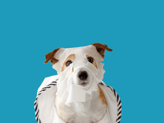 Cute jack russell terrier dog in beauty skin care mask sheet and in a bathrobe on a blue background