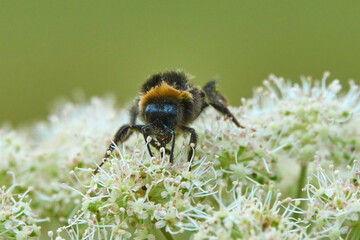Bumblebee is on a White Umbelliferous Flower