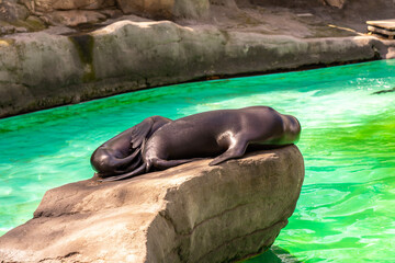 California sea lion (Zalophus californianus) in Barcelona Zoo