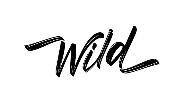 Vector Hand drawn brush calligraphic lettering of Wild on white background