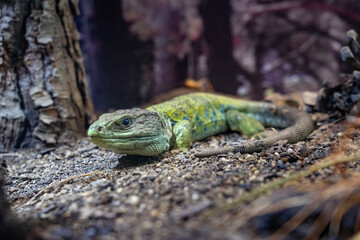 Iguana lizard dragon terrarium in zoo Barcelona