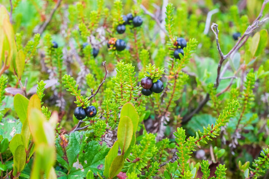 Empetrum. Fresh berries crowberry on swamp. Close up view