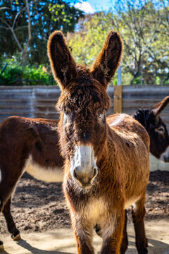 Catalan donkey (Equus africanus asinus) in zoo Barcelona