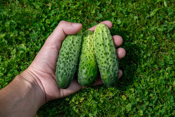 The man holds and squeezes three small cucumbers in his hand, leaning his hand against the ground on which the grass grows.
