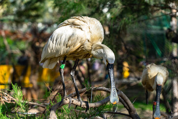 Eurasian spoonbill (Platalea leucorodia) in zoo Barcelona