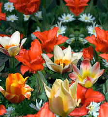Fototapeta premium TULIPA GREIGII