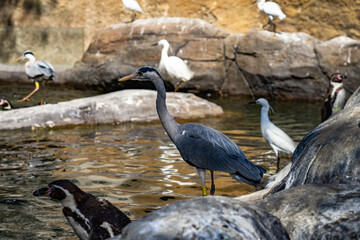 Grey heron (Ardea cinerea) in zoo Barcelona