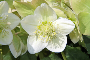 HELLEBORE - HELLEBORUS X NIGERCORS SNOW QUEEN